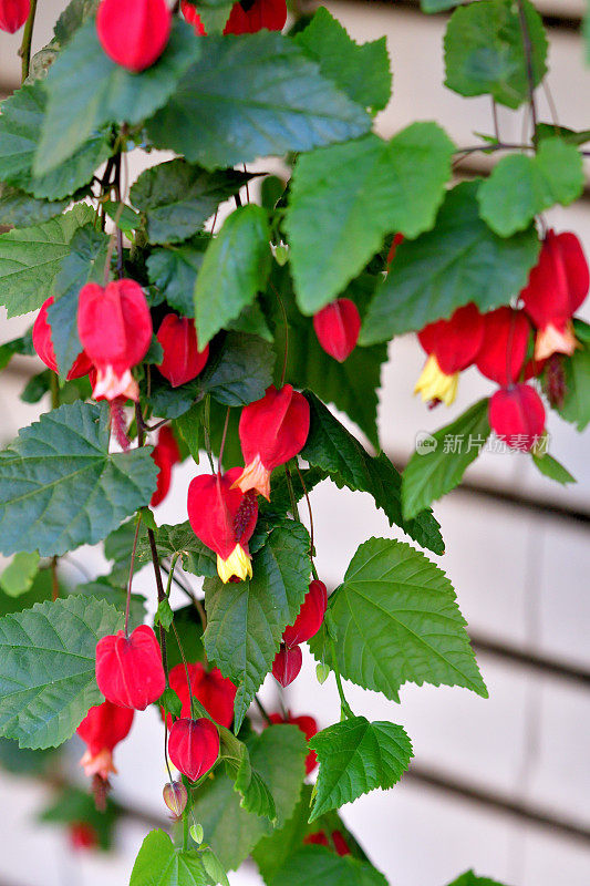 蒂罗尔灯/abutilon megapotamicum 花